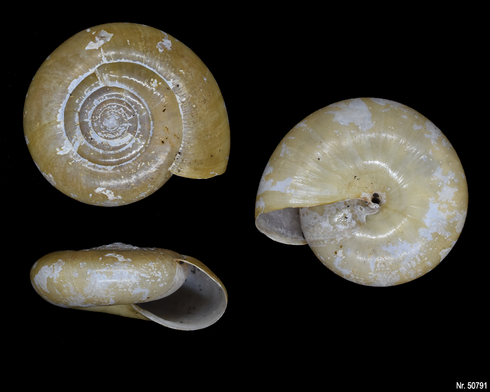 Macrochlamys sp. Vietnam